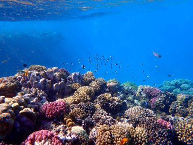 Canlı sığ mercan resifleri kırmızı bölgede küçük balıklarla kaynıyor.
