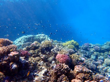 Canlı sığ mercan resifleri kırmızı bölgede küçük balıklarla kaynıyor.