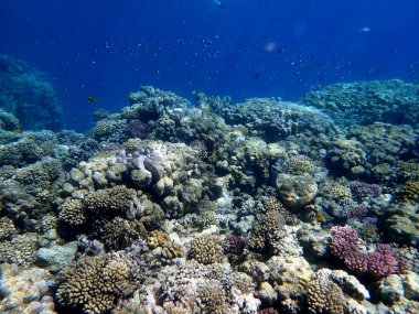 Canlı sığ mercan resifleri kırmızı bölgede küçük balıklarla kaynıyor.