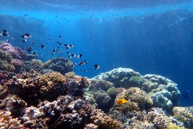Canlı sığ mercan resifleri kırmızı bölgede küçük balıklarla kaynıyor.