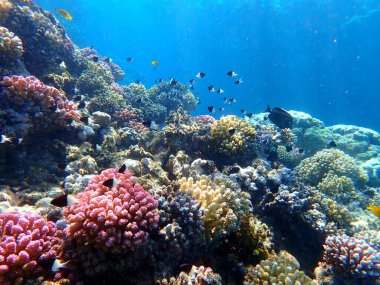 Canlı sığ mercan resifleri kırmızı bölgede küçük balıklarla kaynıyor.