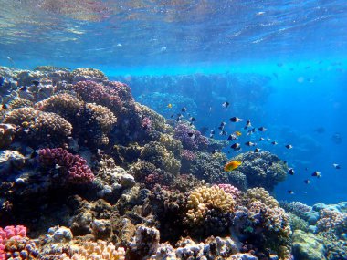 Canlı sığ mercan resifleri kırmızı bölgede küçük balıklarla kaynıyor.