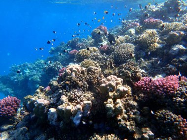 Canlı sığ mercan resifleri kırmızı bölgede küçük balıklarla kaynıyor.