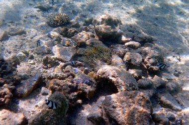 Mısır 'da kumlu zeminde deniz şakayığı yakınında siyah-beyaz balık