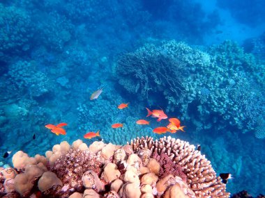 Canlı sığ mercan resifleri kırmızı bölgede küçük balıklarla kaynıyor.