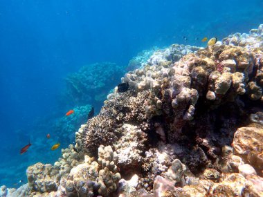 Canlı sığ mercan resifleri kırmızı bölgede küçük balıklarla kaynıyor.