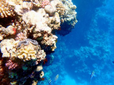 Mısırdaki mercanlar arasında canlı mavi manto dev istiridye