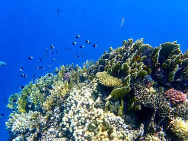 Canlı sığ mercan resifleri kırmızı bölgede küçük balıklarla kaynıyor.