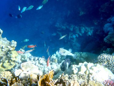 Kırmızı denizlerde yüzen benekli kirpi balığı.