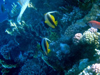 Mısır 'ın kızıl denizinde çizgili sancak balığı