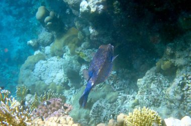 Mısır 'daki mercan resifi üzerinde mavi benekli boxfish