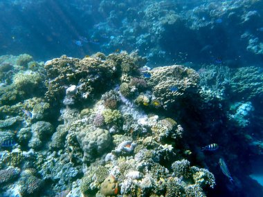 Mısır 'daki geniş mercan ve resif sakinleri.