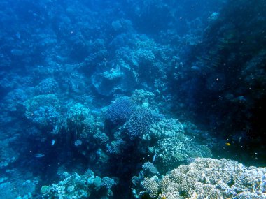 Mısır 'daki geniş mercan ve resif sakinleri.