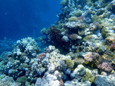 Mısır 'daki geniş mercan ve resif sakinleri.