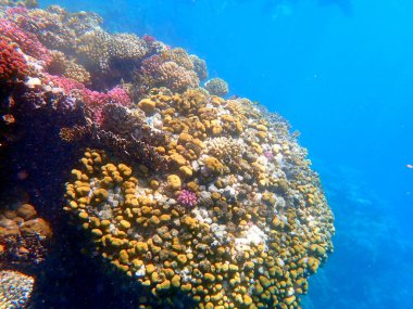 Mısır 'daki geniş mercan ve resif sakinleri.