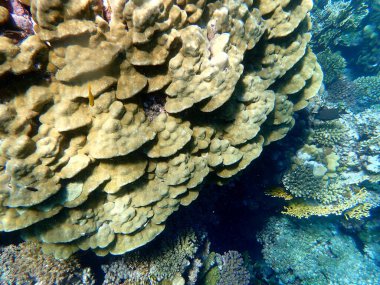 Mısır 'daki geniş mercan ve resif sakinleri.