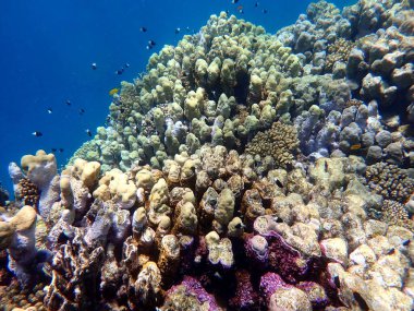 Mısır 'daki geniş mercan ve resif sakinleri.