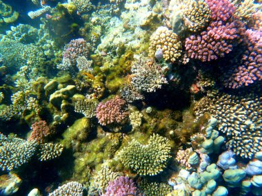 Mısır 'daki geniş mercan ve resif sakinleri.