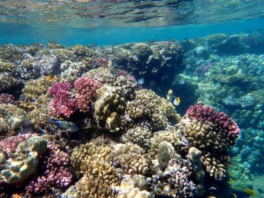 Mısır 'daki geniş mercan ve resif sakinleri.