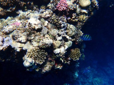 Mısır 'daki geniş mercan ve resif sakinleri.