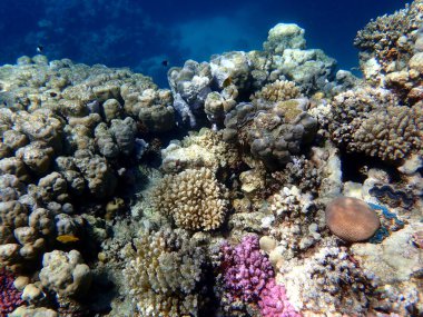 Mısır 'daki geniş mercan ve resif sakinleri.