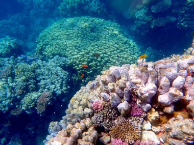 Mısır 'daki geniş mercan ve resif sakinleri.
