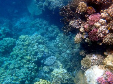 Mısır 'daki geniş mercan ve resif sakinleri.
