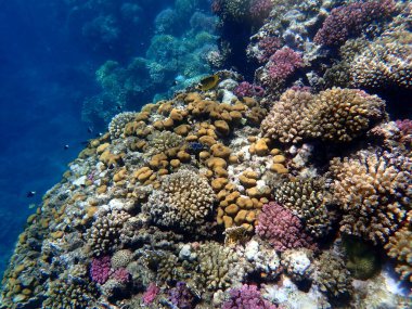 Mısır 'daki geniş mercan ve resif sakinleri.