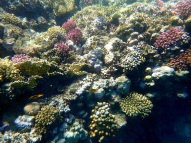 Mısır 'daki geniş mercan ve resif sakinleri.