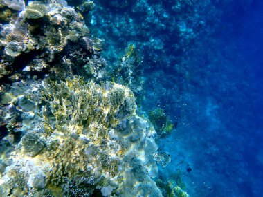 Mısır 'daki geniş mercan ve resif sakinleri.