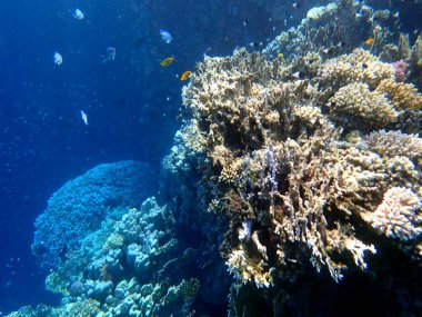 Mısır 'daki geniş mercan ve resif sakinleri.