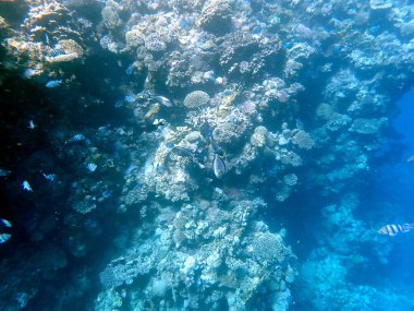 Mısır 'daki geniş mercan ve resif sakinleri.