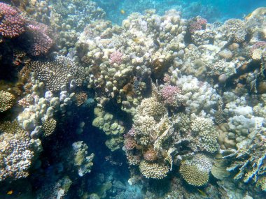Mısır 'daki geniş mercan ve resif sakinleri.