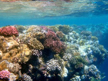 Mısır 'daki geniş mercan ve resif sakinleri.