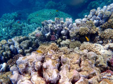 Mısır 'daki geniş mercan ve resif sakinleri.
