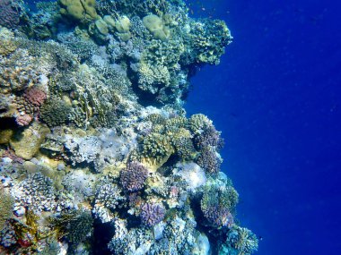 Mısır 'daki geniş mercan ve resif sakinleri.
