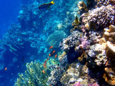 Mısır 'daki geniş mercan ve resif sakinleri.