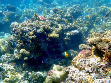 Mısır 'daki geniş mercan ve resif sakinleri.