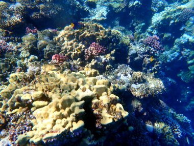 Mısır 'daki geniş mercan ve resif sakinleri.