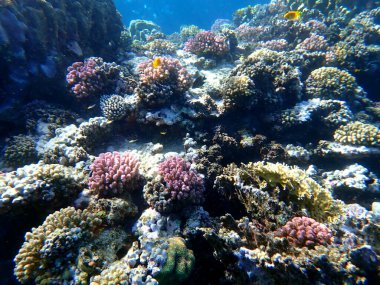 Mısır 'daki geniş mercan ve resif sakinleri.