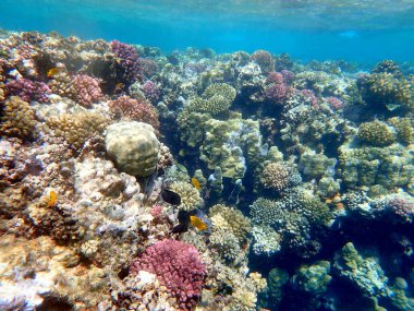 Mısır 'daki geniş mercan ve resif sakinleri.