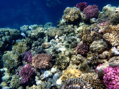 Mısır 'daki geniş mercan ve resif sakinleri.