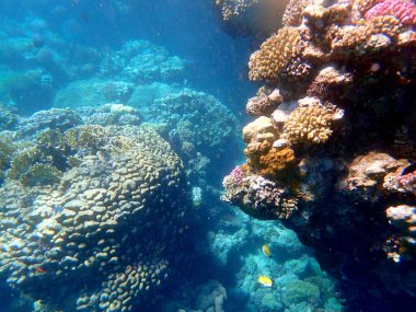 Mısır 'daki geniş mercan ve resif sakinleri.