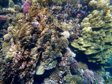 Mısır 'daki geniş mercan ve resif sakinleri.