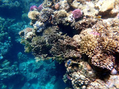 Mısır 'daki geniş mercan ve resif sakinleri.