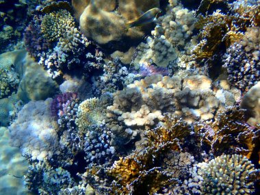 Mısır 'daki geniş mercan ve resif sakinleri.