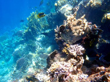 Mısır 'daki geniş mercan ve resif sakinleri.