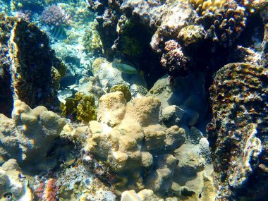 Mısır 'daki geniş mercan ve resif sakinleri.