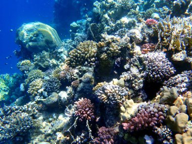 Mısır 'daki geniş mercan ve resif sakinleri.