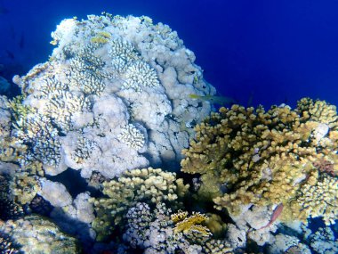 Mısır 'daki geniş mercan ve resif sakinleri.